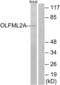 Olfactomedin Like 2A antibody, LS-C120806, Lifespan Biosciences, Western Blot image 