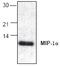 C-C Motif Chemokine Ligand 3 antibody, TA319049, Origene, Western Blot image 