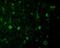 Ras Homolog, MTORC1 Binding antibody, A00827-1, Boster Biological Technology, Immunofluorescence image 