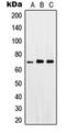 Prostaglandin-Endoperoxide Synthase 1 antibody, orb214475, Biorbyt, Western Blot image 