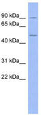 Prolyl endopeptidase antibody, TA337693, Origene, Western Blot image 