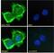 Formimidoyltransferase Cyclodeaminase antibody, 45-057, ProSci, Immunofluorescence image 