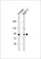 Mitogen-Activated Protein Kinase 8 Interacting Protein 1 antibody, 63-744, ProSci, Western Blot image 