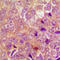 Ubiquitin Protein Ligase E3 Component N-Recognin 1 antibody, abx133126, Abbexa, Western Blot image 