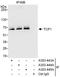 ADAMTS-like protein 2 antibody, A303-443A, Bethyl Labs, Immunoprecipitation image 