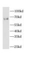 Cell Division Cycle 14A antibody, FNab01515, FineTest, Western Blot image 
