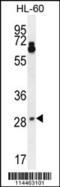 Neurotrophin 3 antibody, 63-188, ProSci, Western Blot image 