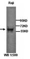 RHL antibody, orb77206, Biorbyt, Western Blot image 