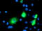 Microtubule-associated protein RP/EB family member 2 antibody, TA502871, Origene, Immunofluorescence image 