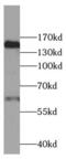 Complement Factor H antibody, FNab01855, FineTest, Western Blot image 
