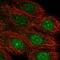 ARSA antibody, HPA045951, Atlas Antibodies, Immunofluorescence image 