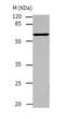 TNF Receptor Associated Factor 3 antibody, TA323772, Origene, Western Blot image 