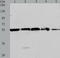 PBEF antibody, TA321726, Origene, Western Blot image 