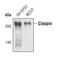 Claspin antibody, PA5-17227, Invitrogen Antibodies, Western Blot image 