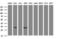 Inhibitor Of Growth Family Member 2 antibody, LS-C788929, Lifespan Biosciences, Western Blot image 