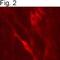 Dopamine Beta-Hydroxylase antibody, PA3-925, Invitrogen Antibodies, Immunofluorescence image 