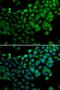 Synaptotagmin Binding Cytoplasmic RNA Interacting Protein antibody, orb247860, Biorbyt, Immunofluorescence image 