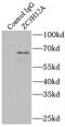 Zinc Finger CCCH-Type Containing 12A antibody, FNab09601, FineTest, Immunoprecipitation image 