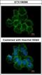 Adrenoceptor Beta 1 antibody, GTX108366, GeneTex, Immunofluorescence image 