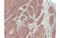 Fibroblast Growth Factor Receptor Like 1 antibody, MBS835187, MyBioSource, Immunohistochemistry frozen image 