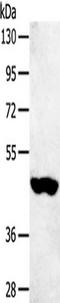 Sulfotransferase family cytosolic 2B member 1 antibody, TA350464, Origene, Western Blot image 