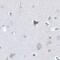 Spermatogenesis Associated 18 antibody, NBP2-48667, Novus Biologicals, Immunohistochemistry paraffin image 