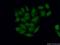CUGBP Elav-like family member 6 antibody, 19078-1-AP, Proteintech Group, Immunofluorescence image 