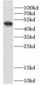 Zinc finger protein ubi-d4 antibody, FNab02515, FineTest, Western Blot image 