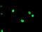 LIM/homeobox protein Lhx1 antibody, TA504528, Origene, Immunofluorescence image 