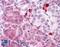 Malectin antibody, LS-A8206, Lifespan Biosciences, Immunohistochemistry frozen image 