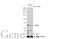 Malic Enzyme 1 antibody, GTX104122, GeneTex, Western Blot image 