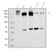 Bifunctional aminoacyl-tRNA synthetase antibody, A02967-2, Boster Biological Technology, Western Blot image 
