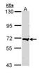 Complement C9 antibody, orb89990, Biorbyt, Western Blot image 