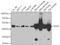 Isocitrate dehydrogenase [NADP], mitochondrial antibody, A7190, ABclonal Technology, Western Blot image 