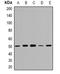 GDP Dissociation Inhibitor 2 antibody, orb382570, Biorbyt, Western Blot image 