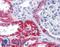 OCIA Domain Containing 2 antibody, LS-B5047, Lifespan Biosciences, Immunohistochemistry frozen image 