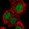 Pygopus homolog 2 antibody, HPA023689, Atlas Antibodies, Immunocytochemistry image 