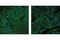 Myosin VA antibody, 3402S, Cell Signaling Technology, Immunofluorescence image 