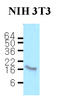 Calmodulin antibody, LS-B2955, Lifespan Biosciences, Western Blot image 