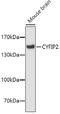 Cytoplasmic FMR1 Interacting Protein 2 antibody, 19-431, ProSci, Western Blot image 