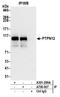 Protein Tyrosine Phosphatase Non-Receptor Type 12 antibody, A700-007, Bethyl Labs, Immunoprecipitation image 