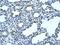 FBP antibody, NBP1-55293, Novus Biologicals, Immunohistochemistry frozen image 