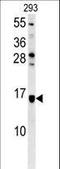 Ataxin 7 Like 3B antibody, LS-C165835, Lifespan Biosciences, Western Blot image 