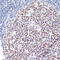 DNA Methyltransferase 1 antibody, 16-732, ProSci, Immunohistochemistry frozen image 