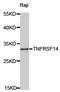 TNF Receptor Superfamily Member 14 antibody, TA327223, Origene, Western Blot image 