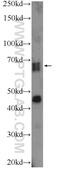 SLAIN Motif Family Member 2 antibody, 13908-1-AP, Proteintech Group, Western Blot image 