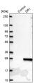 Protein Dr1 antibody, PA5-63106, Invitrogen Antibodies, Western Blot image 