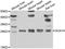 SRY-Box 14 antibody, A11477, Boster Biological Technology, Western Blot image 