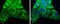 ATPase H+ Transporting V1 Subunit A antibody, GTX633543, GeneTex, Immunocytochemistry image 