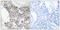 BAGE Family Member 4 antibody, LS-C119772, Lifespan Biosciences, Immunohistochemistry frozen image 